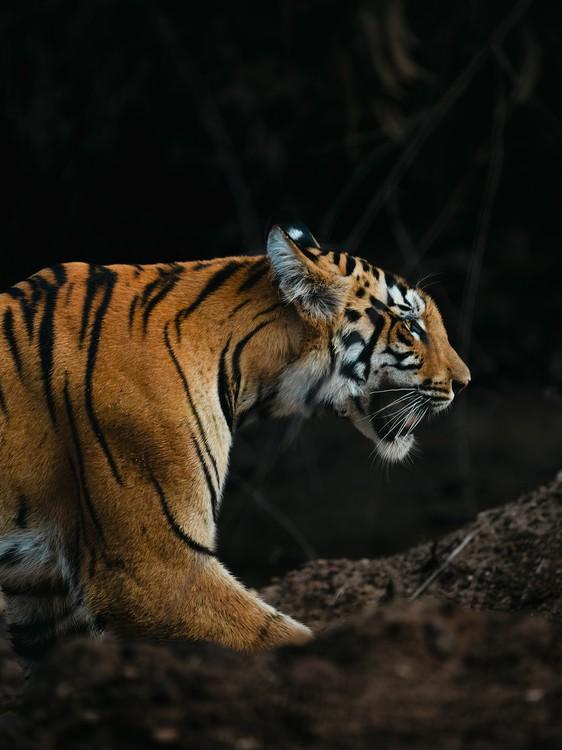 1839 Awards | Chinthu S Pillai | Nominee (Wildlife)